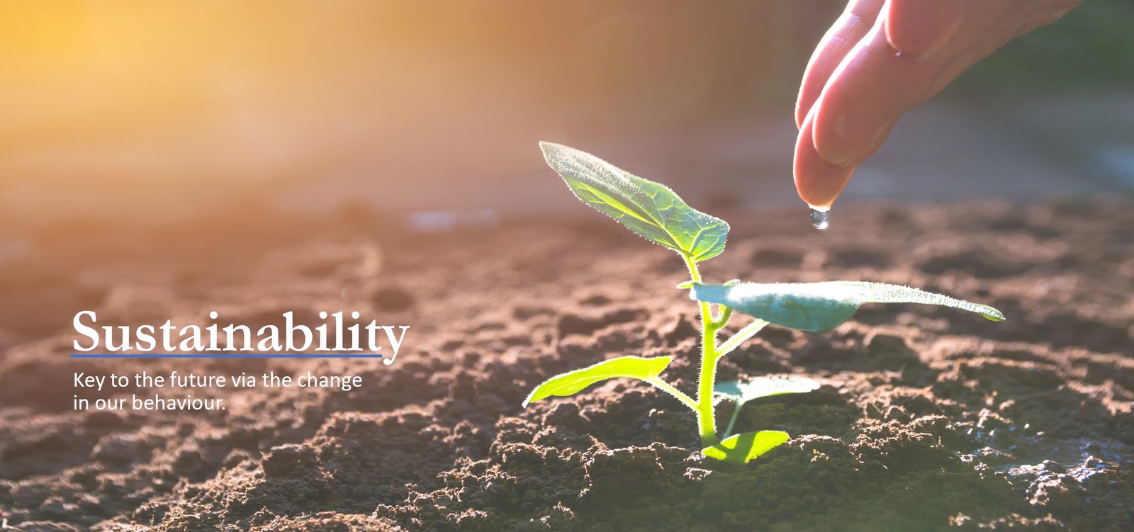 A hand watering a seedling at sunrise — Sustainability: key to the future via the change in our behaviour.